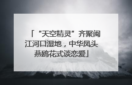 “天空精灵”齐聚闽江河口湿地，中华凤头燕鸥花式谈恋爱