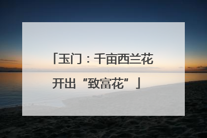 玉门：千亩西兰花开出“致富花”
