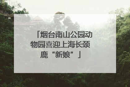 烟台南山公园动物园喜迎上海长颈鹿“新娘”