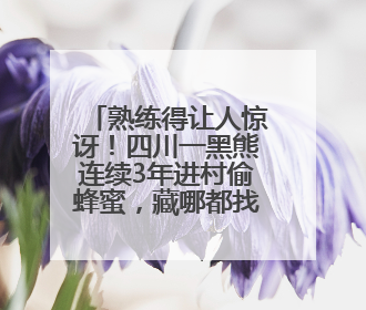 熟练得让人惊讶！四川一黑熊连续3年进村偷蜂蜜，藏哪都找得到