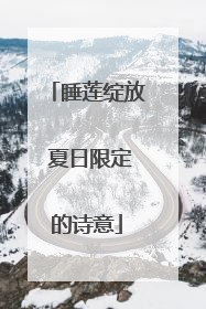 睡莲绽放 夏日限定的诗意