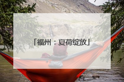 福州：夏荷绽放