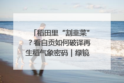 稻田里“割韭菜”？看自贡如何破译再生稻气象密码｜绿镜头·发现中国