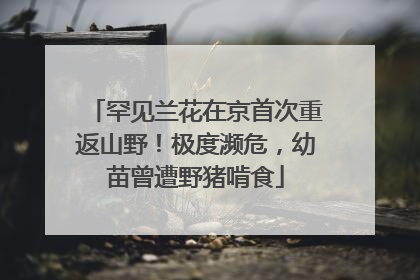 罕见兰花在京首次重返山野！极度濒危，幼苗曾遭野猪啃食