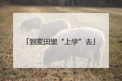到麦田里“上学”去