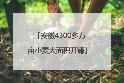 安徽4300多万亩小麦大面积开镰