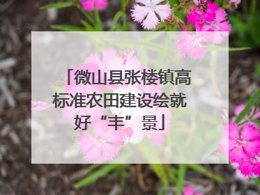微山县张楼镇高标准农田建设绘就好“丰”景
