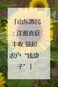 山东惠民：洋葱喜获丰收 鼓起农户“钱袋子”