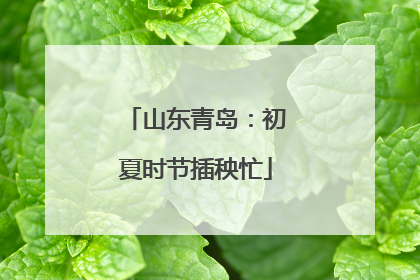 山东青岛：初夏时节插秧忙