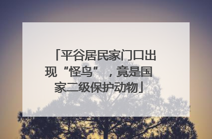 平谷居民家门口出现“怪鸟”，竟是国家二级保护动物