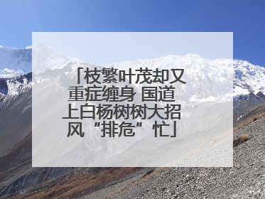 枝繁叶茂却又重症缠身 国道上白杨树树大招风“排危”忙