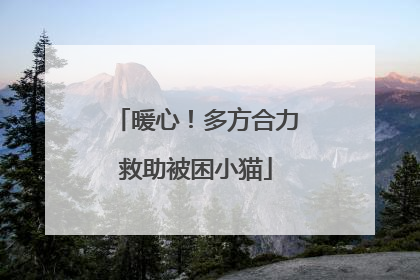 暖心！多方合力救助被困小猫