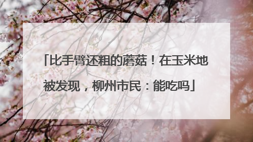 比手臂还粗的蘑菇！在玉米地被发现，柳州市民：能吃吗