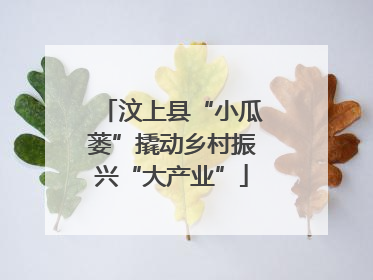 汶上县“小瓜蒌”撬动乡村振兴“大产业”