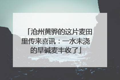 沧州黄骅的这片麦田里传来喜讯：一水未浇的旱碱麦丰收了