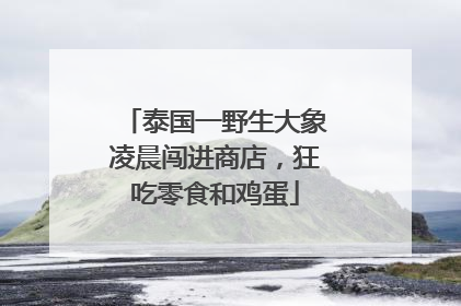 泰国一野生大象凌晨闯进商店,狂吃零食和鸡蛋