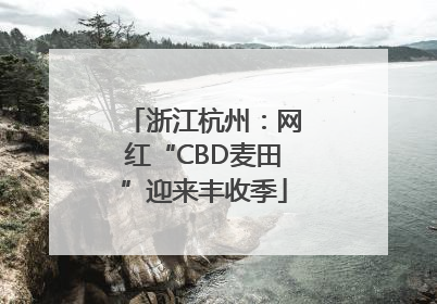 浙江杭州：网红“CBD麦田”迎来丰收季