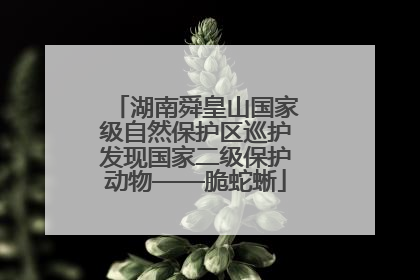 湖南舜皇山国家级自然保护区巡护发现国家二级保护动物——脆蛇蜥