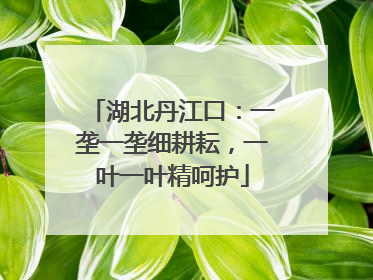 湖北丹江口：一垄一垄细耕耘，一叶一叶精呵护