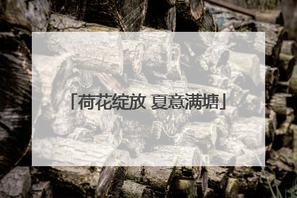 荷花绽放 夏意满塘