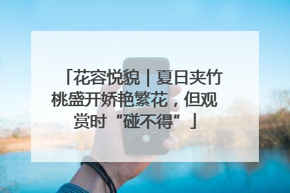 花容悦貌｜夏日夹竹桃盛开娇艳繁花，但观赏时“碰不得”