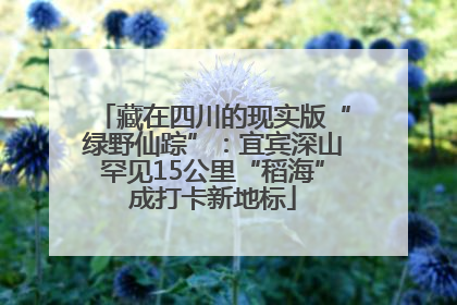藏在四川的现实版“绿野仙踪”：宜宾深山罕见15公里“稻海”成打卡新地标