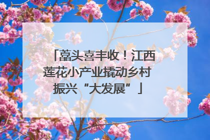 藠头喜丰收！江西莲花小产业撬动乡村振兴“大发展”