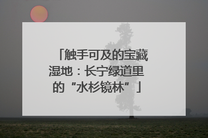 触手可及的宝藏湿地：长宁绿道里的“水杉镜林”