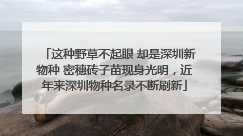 这种野草不起眼 却是深圳新物种 密穗砖子苗现身光明，近年来深圳物种名录不断刷新
