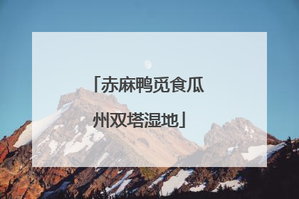赤麻鸭觅食瓜州双塔湿地