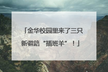 金华校园里来了三只新疆籍“插班羊”！