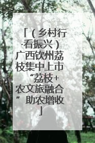 （乡村行·看振兴）广西钦州荔枝集中上市 “荔枝+农文旅融合”助农增收